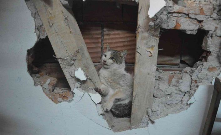 İki evin duvarı arasına sıkışan kedi kurtarıldı