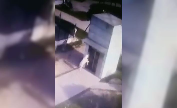 İnatçı keçi metronun asansör camını böyle kırdı: Güldüren anlar kamerada