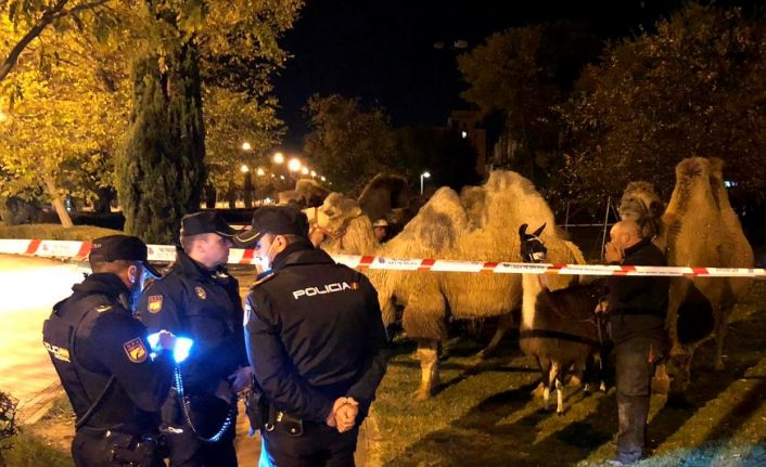 İspanya’da sirkten kaçan 8 deve ve bir lama sokakta dolaşırken bulundu
