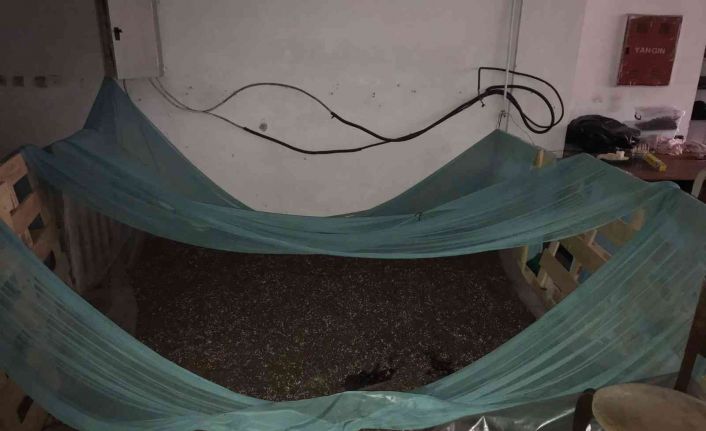 İstanbul’da tekstil atölyesinde milyonluk uyuşturucu serası: Kağıthane polisi sera kuran baba ve oğlunu yakaladı