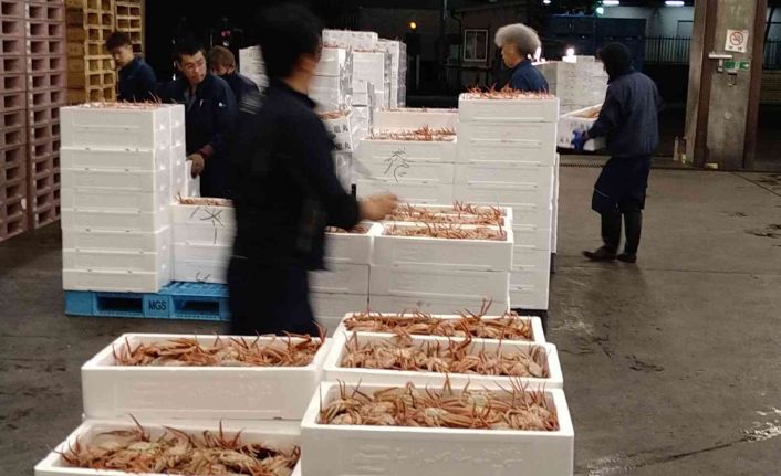 Japonya’daki açık artırmada kar yengecine 427 bin liralık rekor fiyat