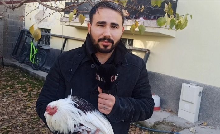 Japonya’dan getirilen kayıp horoz 3 günlük arama çalışması sonucu bulundu