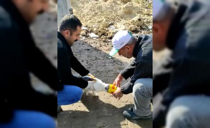 Kafası teneke kutuya sıkışan kediyi, İlçe Orman Şefliği ekipleri kurtardı