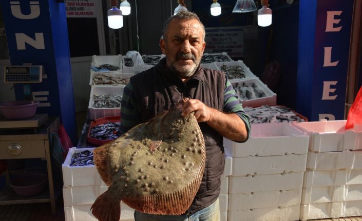 Kalkan balığı altınla yarışıyor: Kilosu 250 lira