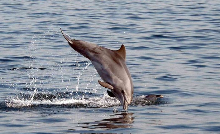 Karadeniz’de balık stoklarını tükettikleri iddiasıyla suçlanan yunus ve köpek balıkları aklandı
