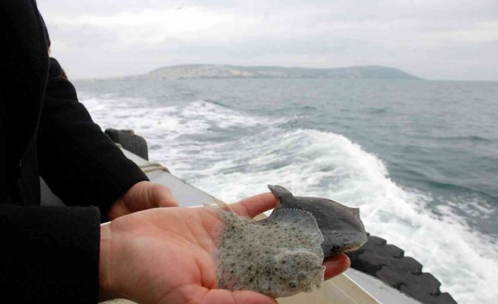 Karadeniz’in Kalkan denizi olması için 24 yılda 100 binin üzerinde Kalkan yavrusu denize bırakıldı ama...