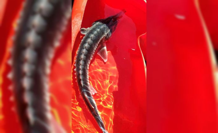 Keban Baraj gölünde ikinci defa görüntülendi, havyarı tam 2 milyon liraya alıcı buluyor