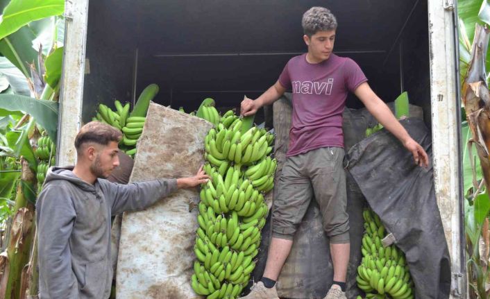 Kuaförlük kazancıyla yaptırdığı muz serasından yıllık 250 ton ürün bekliyor