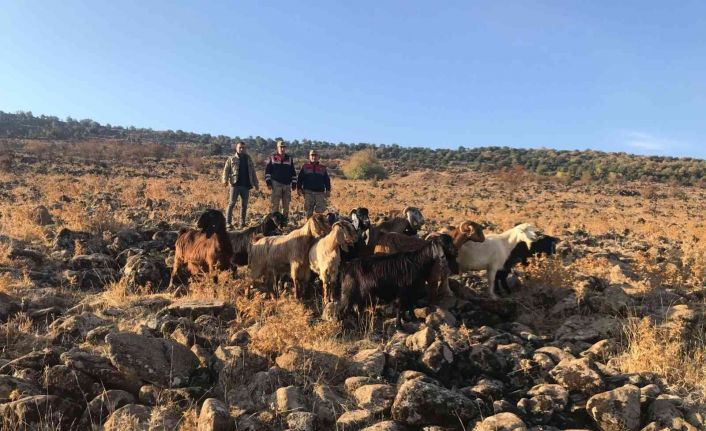 Kurt saldırısında kaybolan hayvanlar bulundu