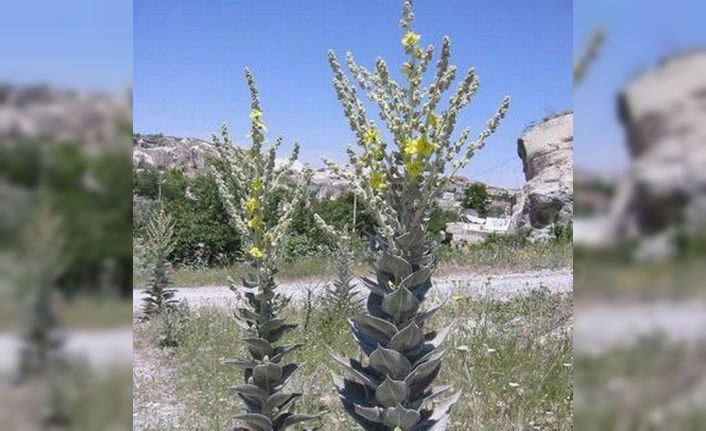 Kütahya’nın 6 endemik bitki türü koruma altında
