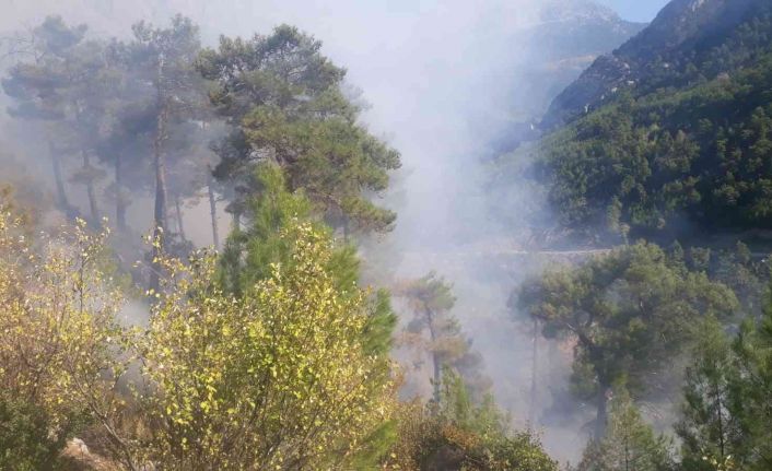 Manavgat’da yanan orman arazilerine fidan dikilirken, başka bir bölgede çıkan yangın büyümeden söndürüldü