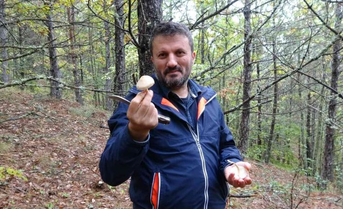 Merak edip araştırdı, 205 çeşit mantarın tadına baktı