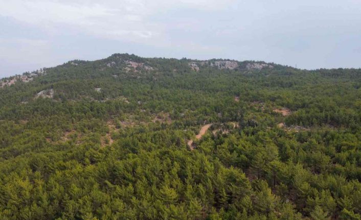 Müslüme’nin cansız bedeni bu tepede bulundu