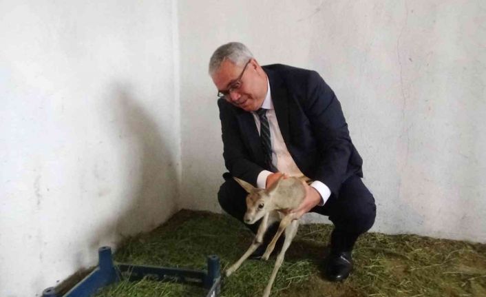 Muş’ta devlet eliyle açılan hayvanat bahçesi yerli ve yabancı turistleri bekliyor