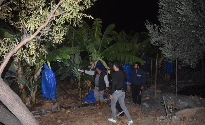 Muz hırsızı evinde çaldığı ürünlerle yakalandı