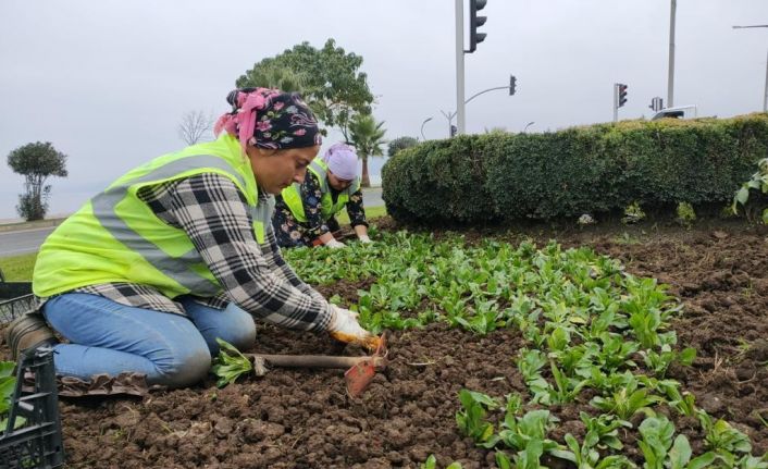 Ordu’da mevsimlik çiçekler toprakla buluşuyor
