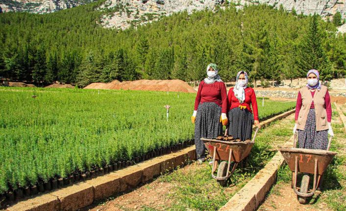 Orman yangınlarında yok olan bir ağaç karşılığı bin fidan yetiştiriliyor
