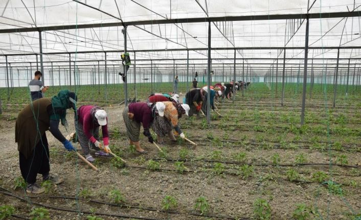 Örtü altı tarımın üssü Antalya’da son 5 yılda çiftçi sayısı 20 bin arttı