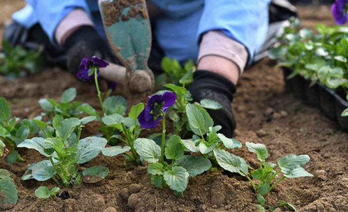 Osmangazi çiçek açtı