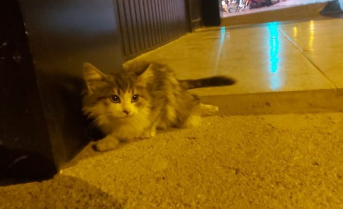 Otomobilin çarptığı kedi, tedavi altına alındı