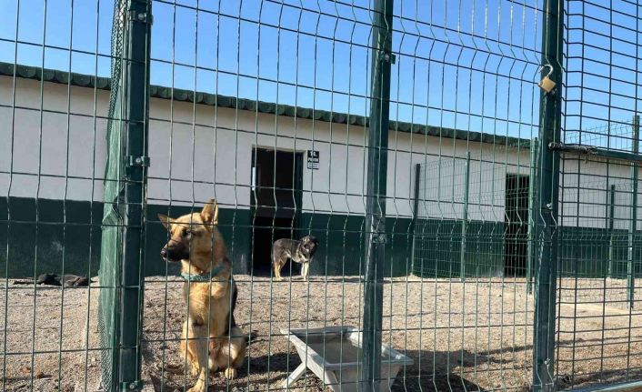 Polatlar sokak hayvanları bakımevi ve rehabilitasyon merkezinde çalışmalar hızla devam ediyor