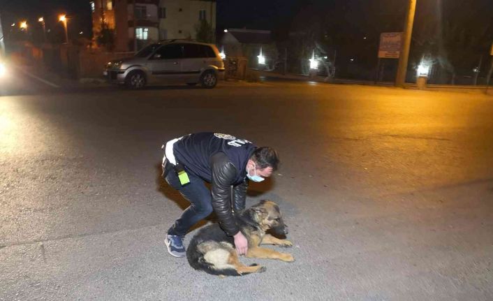 Polis kucaklayıp kenara aldığı yaralı köpeği severek acısını dindirmeye çalıştı