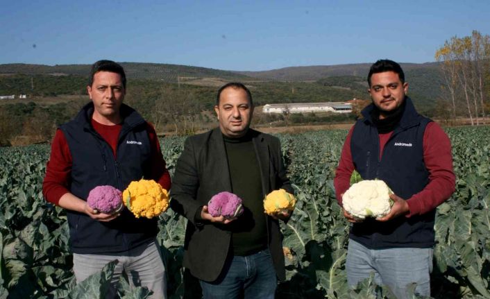 Renkli karnabaharlar hem göze, hem mideye hitap ediyor
