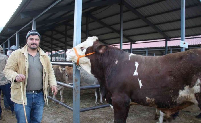 Şahin 21 bin liraya satıldı