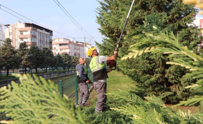 Samsun’u süsleyen ağaçlara kış bakımı