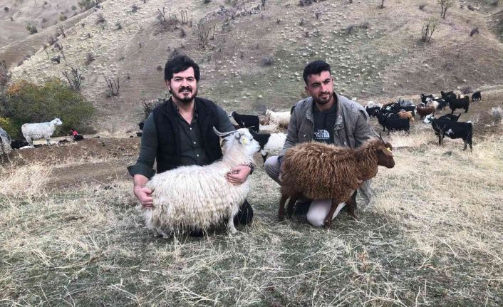 Siirt’te tiftik keçisi koruma altına alındı