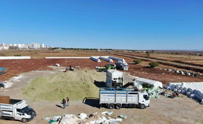 Siverek’te ikinci ürün mısırdan 500 bin ton silaj yemi elde edildi