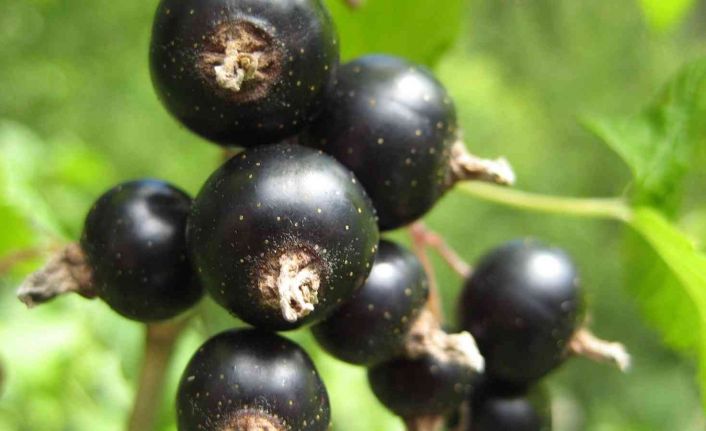 Siyah kuşburnu meyve özütünün, göğüs kanseri hücrelerini yüksek oranda yok ettiği belirlendi