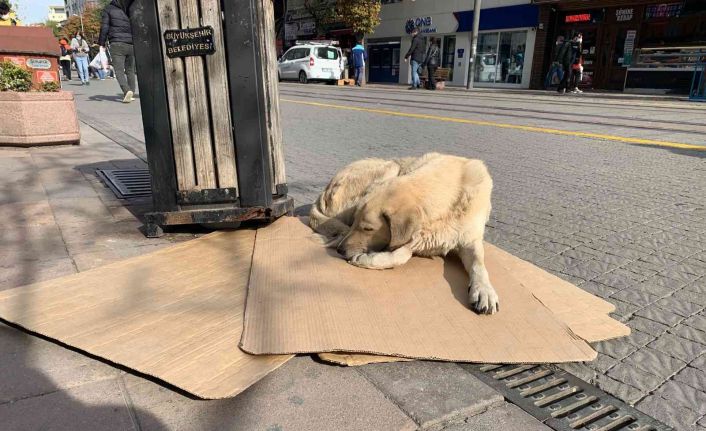 Sokak hayvanları soğuk havalarla mücadelesi başladı