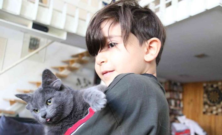 Sosyal medya fenomeni dört kulaklı kedi “Midas”ın başı sahte hesaplarla dertte