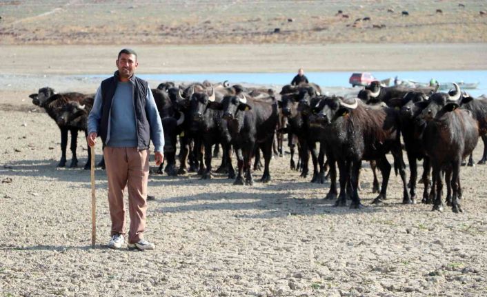 Suları çekilen baraj zemininde hayvanlarını otlatmak için 4 kilometre yol kat ediyor