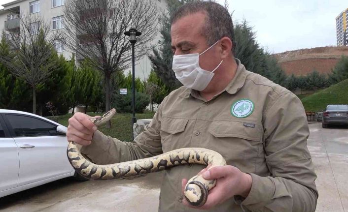 TikTok’tan paylaştığı piton yılanı başına dert oldu: 8 bin 692 lira ceza yedi