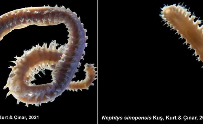 Türk bilim adamları 2 yeni deniz canlısı keşfetti: Dünya literatürüne girdi