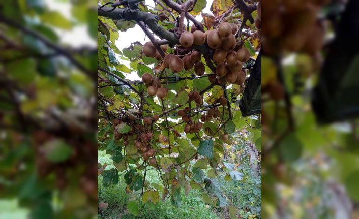 Türkeli’de kivi hasadı başladı
