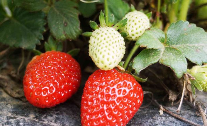 Türkiye’de 2020 yılında 179 bin 777 dekar alanda 546 bin 525 ton çilek üretildi