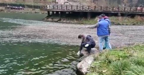 Uzungöl’deki balık ölümleri ve balıklardaki mantar hastalığı ile ilgili inceleme başlatıldı