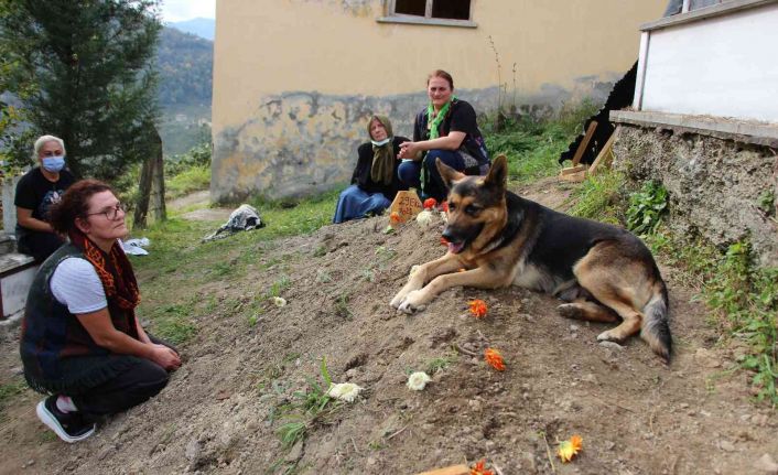 Vefalı köpek, ölen sahibinin mezarı başından bir an olsun ayrılmıyor