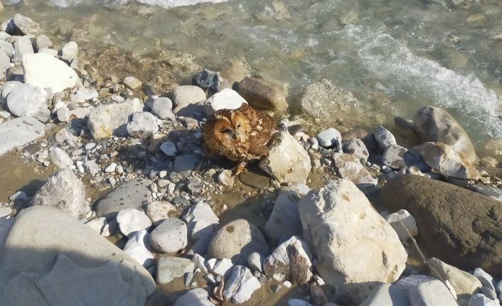 Vinç operatörü yaralı bulduğu baykuşu Milli Parklar yetkililerine teslim etti
