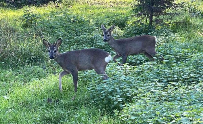 Yavru karacalar bakım merkezinde doğaya alıştırılıyor