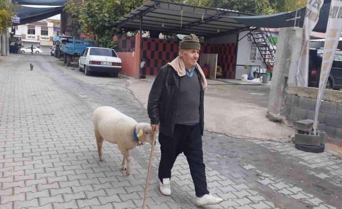 Yavruyken alıp beslediği koyun sahibinin peşini bir an olsun bırakmıyor