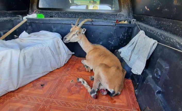 Yörük çobanın ormanda bulduğu yaralı yaban keçisi tedavi altına alındı