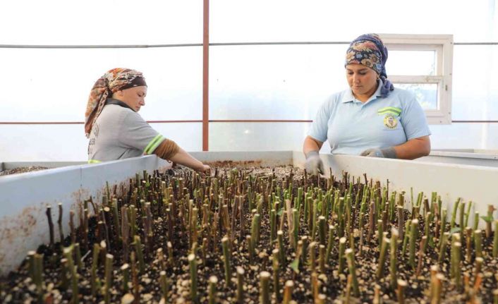 Yüreğir Belediyesi ihtiyacı olan fidan ve çiçekleri kendi üretiyor