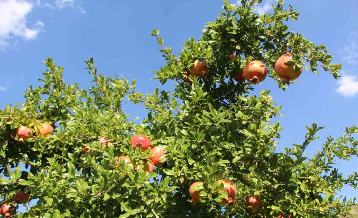 8 ay tazeliğini koruyan Zivzik narından ülke ekonomisine 40 milyon lira gelir bekleniyor