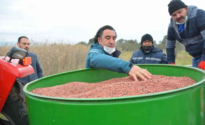 Aliağa’da Damızlık Koyun Üretim Merkezi için yem bitkisi ekildi