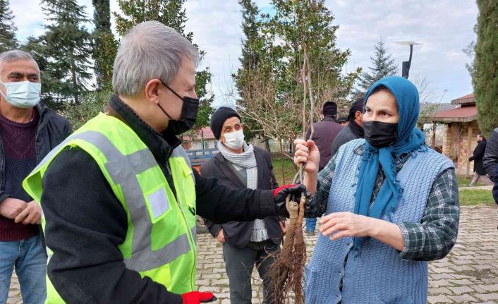 Altınordu’da 100 bin fidan toprakla buluşturuluyor