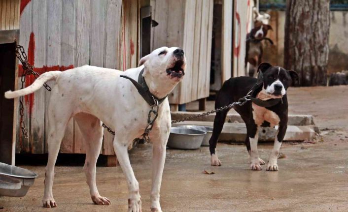 Antalya Sokak Hayvanları Bakımevi 100’e yakın Pitbull ve Dogo Arjantin köpeklerine ev sahipliği yapıyor